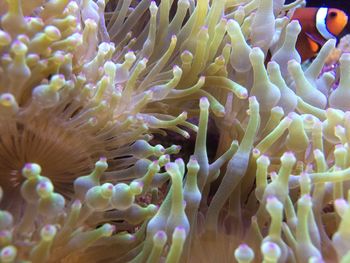 Close-up of coral in sea