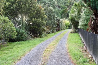 Empty road along trees