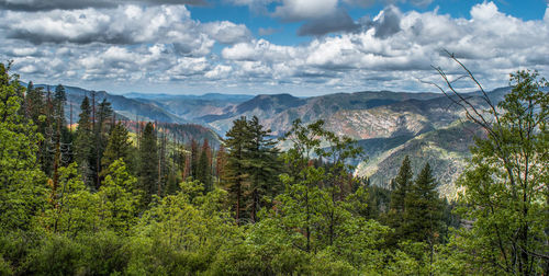 Pine trees in forest against cloudy sky