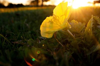 Close-up of yellow flower on field