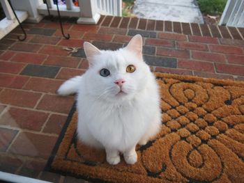 Portrait of white cat