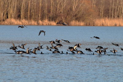 Birds flying over lake