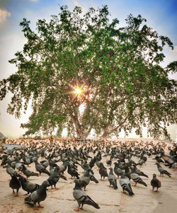 Sun shining through trees