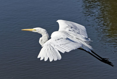 Bird flying over lake