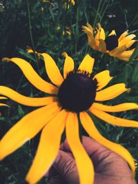 Close-up of sunflower blooming outdoors