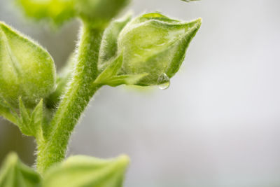 Close-up of fresh green leaf