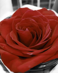 Close-up of red rose