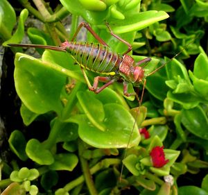 Close-up of insect on plant