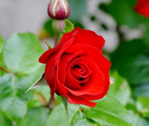 Close-up of red rose