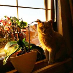 Cat looking through window