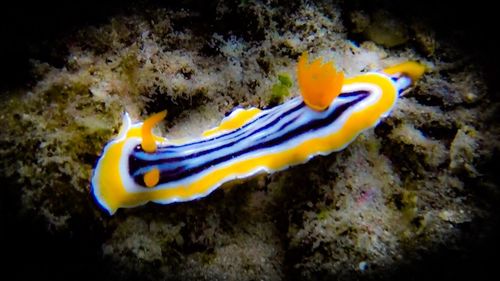 Close-up of fish swimming in sea