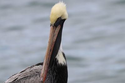 Close-up of bird