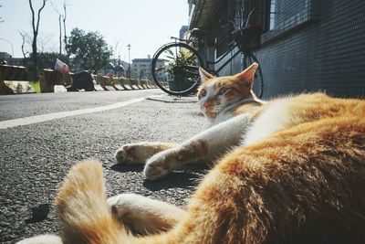 Close-up of cat relaxing on road