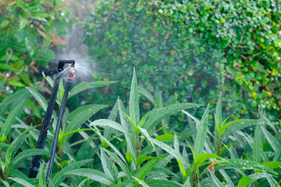 Close-up of bird flying against plants