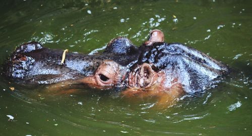 Horse swimming in lake