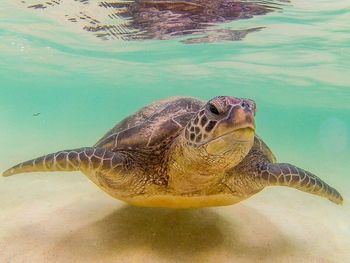 Turtle swimming in sea