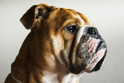 Close-up of a dog over white background