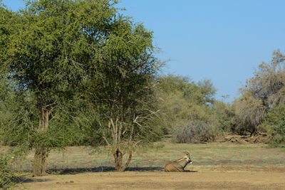 Side view of an animal on land