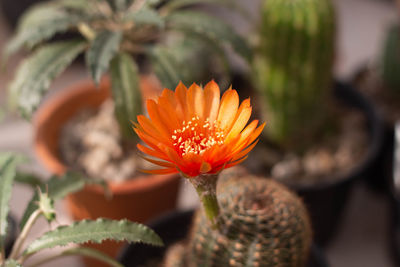 Close-up of orange flower