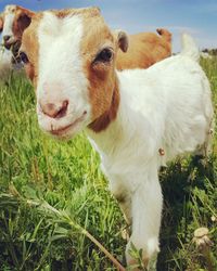 Close-up of goat on field