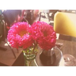 Close-up of pink flowers