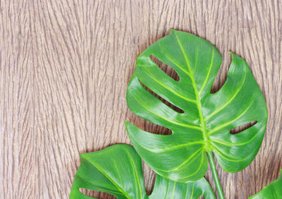 High angle view of green leaves