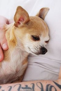 High angle view of dog relaxing on bed at home