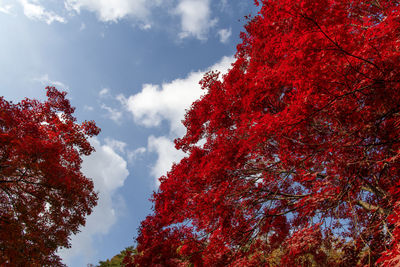 Low angle view of red flowering tree against sky
