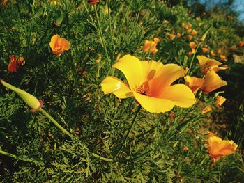 Close-up of yellow flowers blooming in field