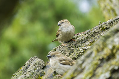 Close-up of sparrow perching on tree