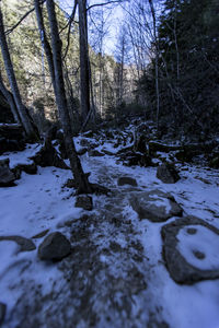 Stream along bare trees in winter
