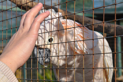 Close-up of human hand in cage