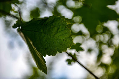 Close-up of leaves on plant