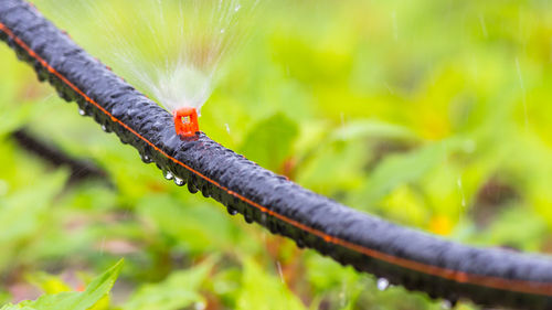 Close-up of insect on leaf