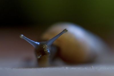 Close-up of snail