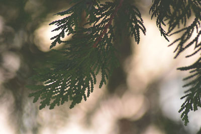 Close-up of pine tree