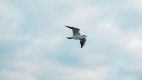 Low angle view of seagull flying in sky