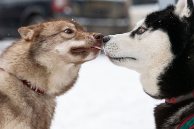 Close-up of a dog