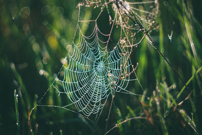 Close-up of spider web on plant