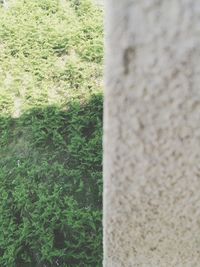 Close-up of tree trunk