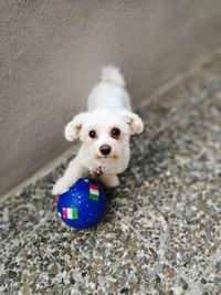 Close-up portrait of dog