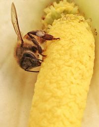 Close-up of yellow flower