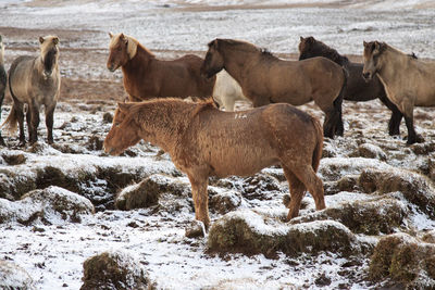 Horses standing by water