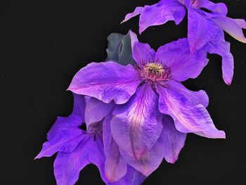 Close-up of purple flower blooming outdoors