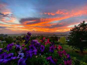 Purple flowering plants on field against sky during sunset