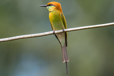 Close-up of bird perching on branch