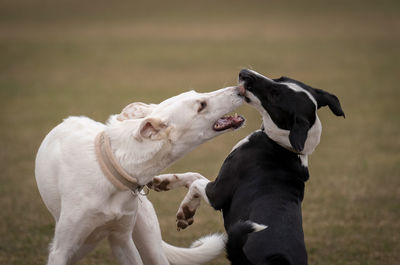 Dog running on field