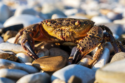 Close-up of crab on pebbles