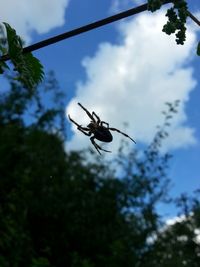 Low angle view of insect on tree against sky
