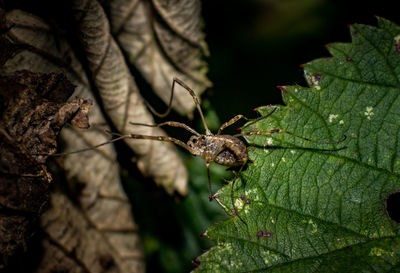 Close-up of insect on leaf